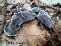 Phellodon niger-amf909